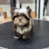 WhatsApp Image 2026-05-14 at 04.25.44 (1) Teddy