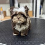 Teddy