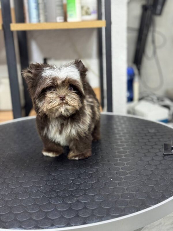 WhatsApp Image 2026-05-14 at 04.25.45 (1) Teddy