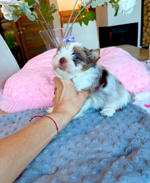 Lily