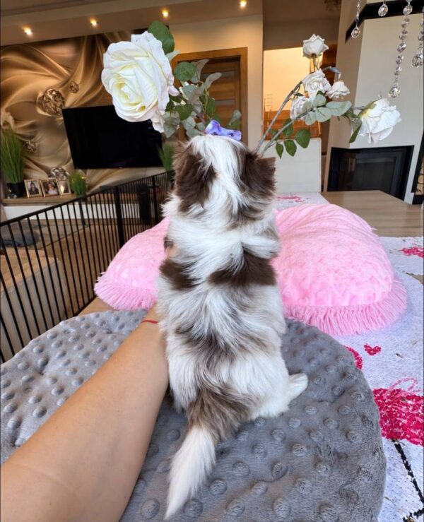 Lily