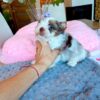 Lily