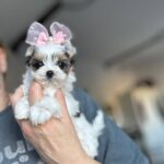 Rosie