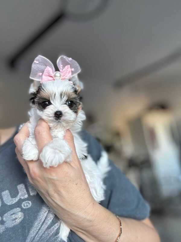 Rosie
