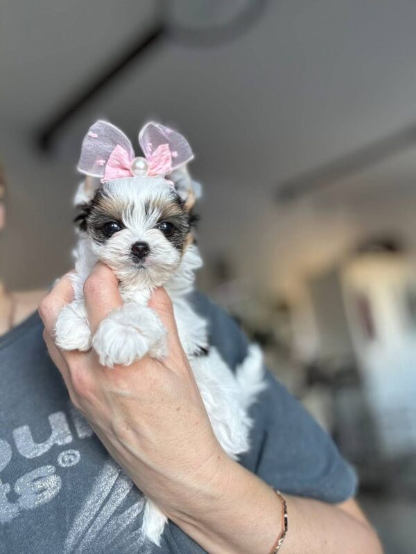 Rosie